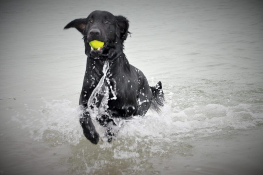 Je hond laten zwemmen? Dit is wat je moet weten! Huisdier Wellness