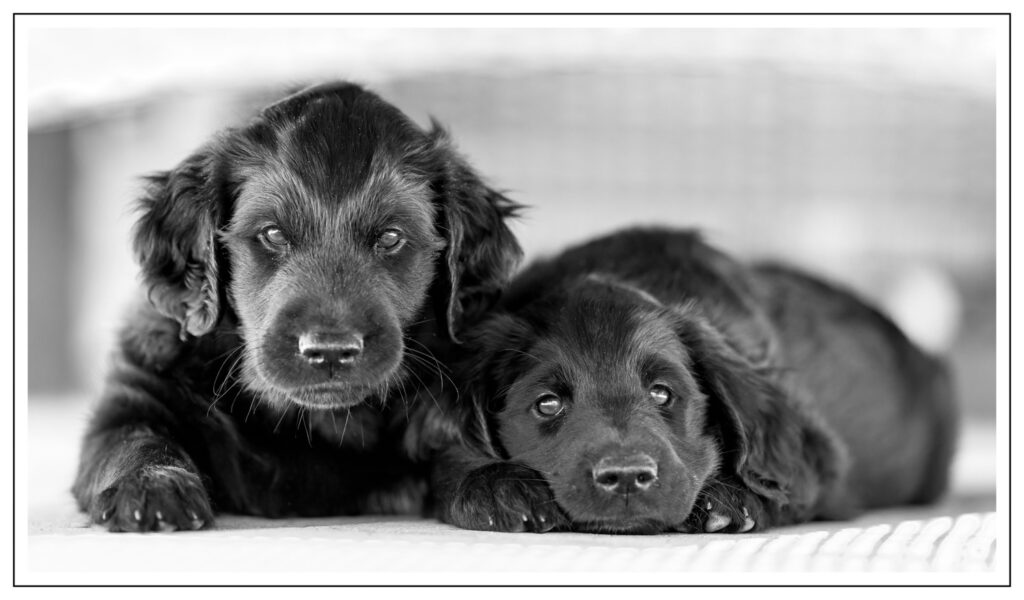 De Aanschaf van een Pup