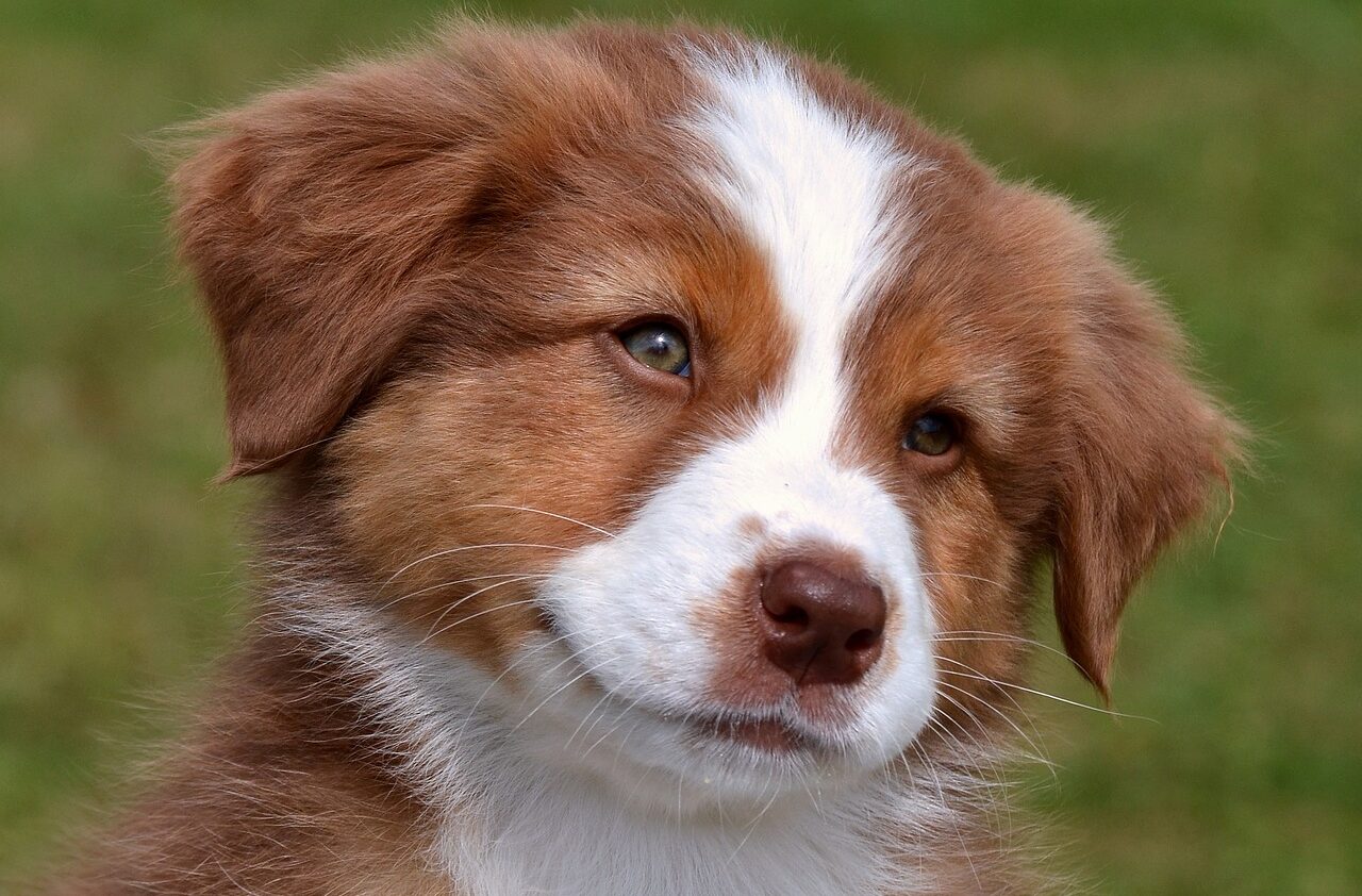 De Aanschaf van een Pup