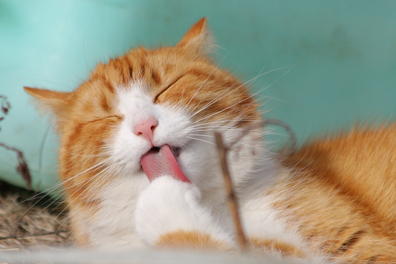 Waarom je Kat Ontwormen?