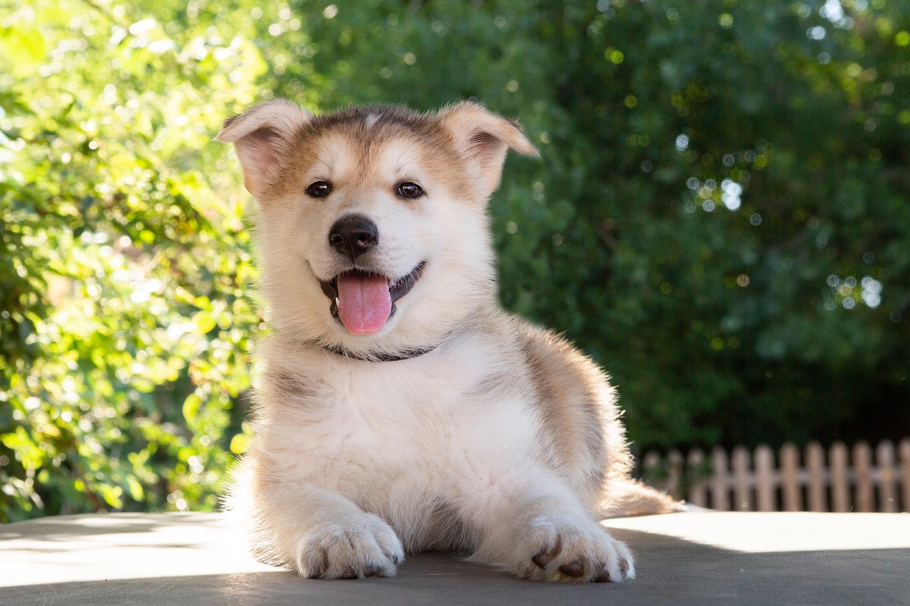 Gastblog huisje huren met hond