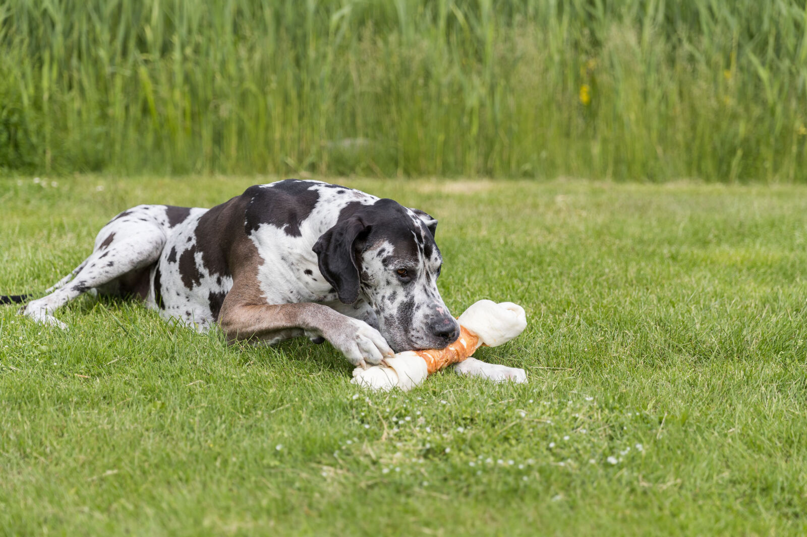 Mega Bone met Kip – 40 cm - Afbeelding 2