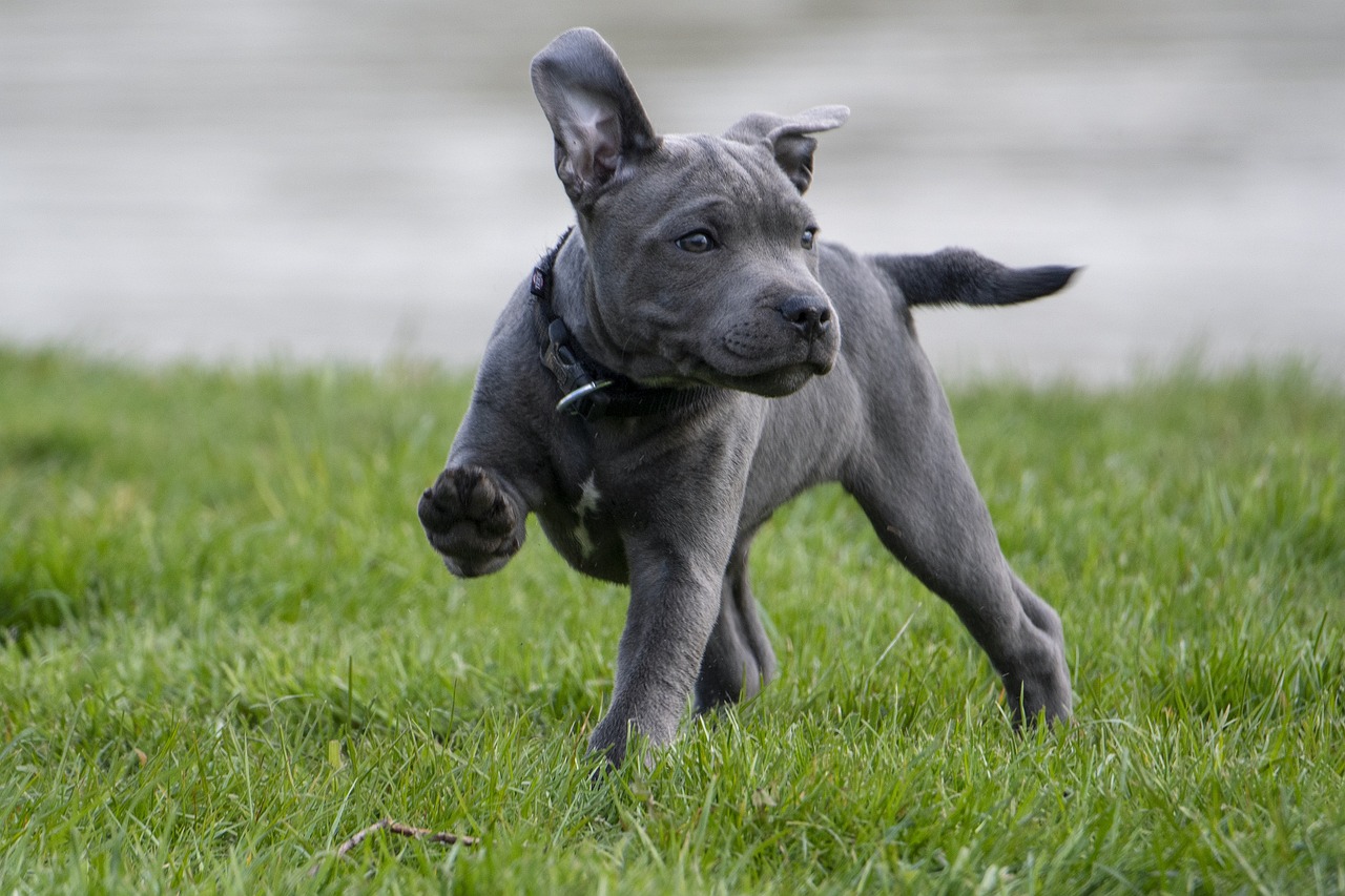 Een pup in huis en nu?